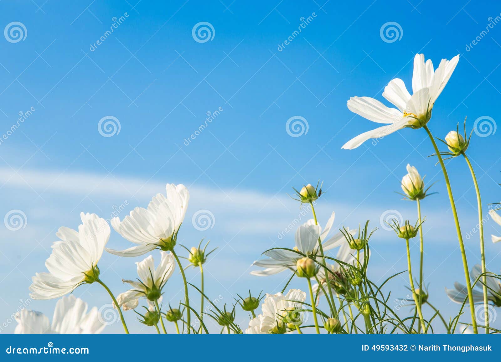c.sulphureus cav. or sulfur cosmos, flower and blue sky
