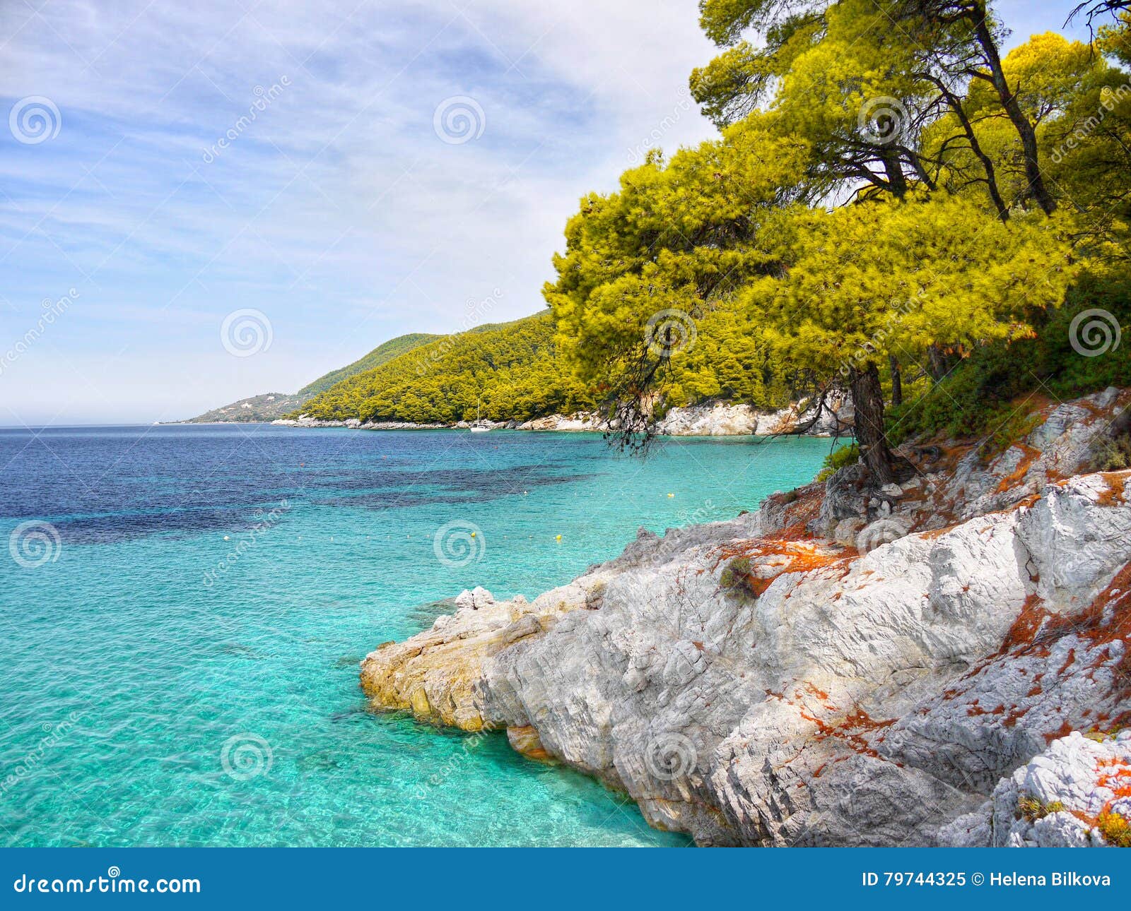 Couleur étonnante de turquoise de mer et de pins verts Côte d'île de Skopelos