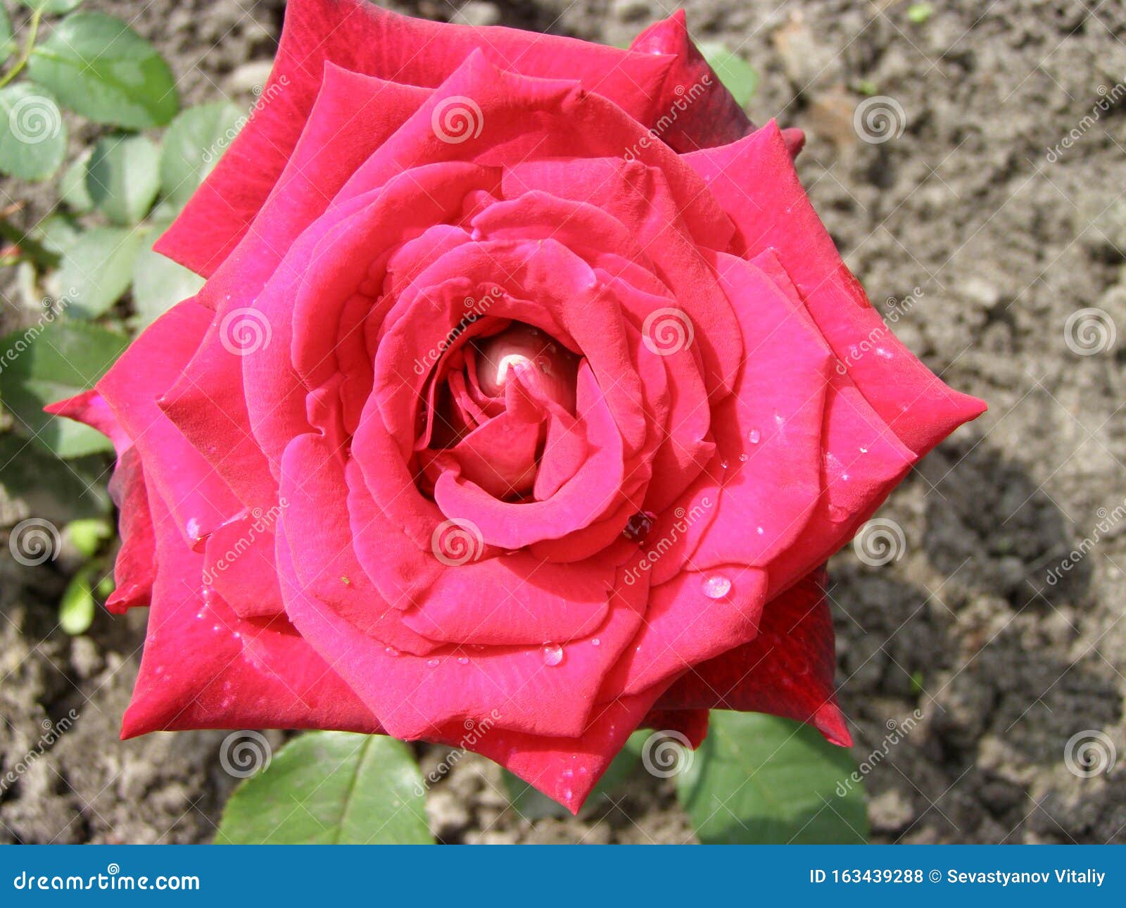 Caídas rosas de lluvia foto de archivo. Imagen de romance - 163439288 Caídas rosas de lluvia foto de archivo. Imagen de romance - 163439288