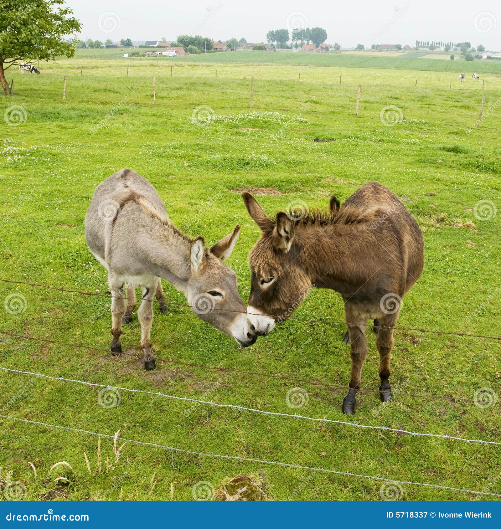 Całowanie dupy obraz stock. Obraz złożonej z osły, farmland - 5718337