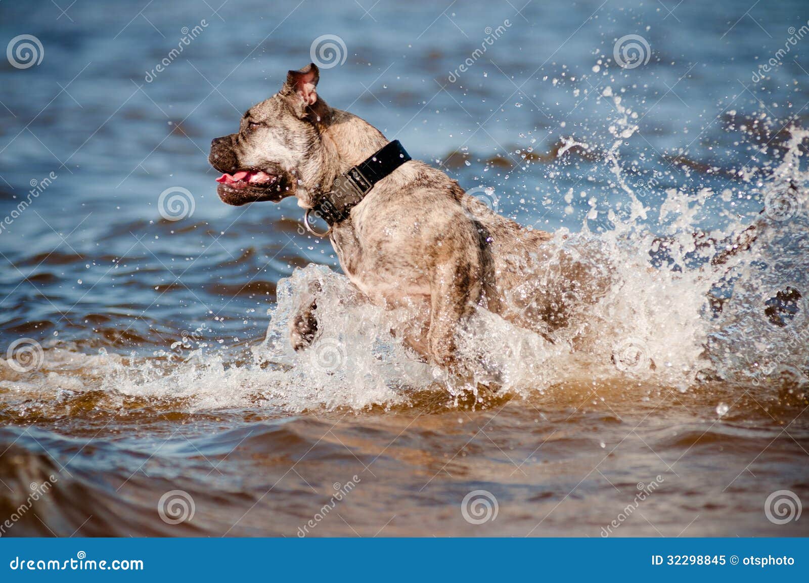 Ca De Bou Dog Jumps in the Water Stock Image Image of pedigreed