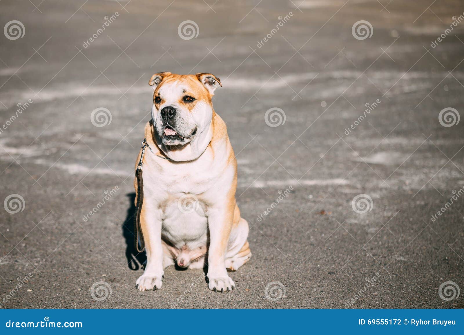 ca de bou or perro de presa mallorquin, molossian dog