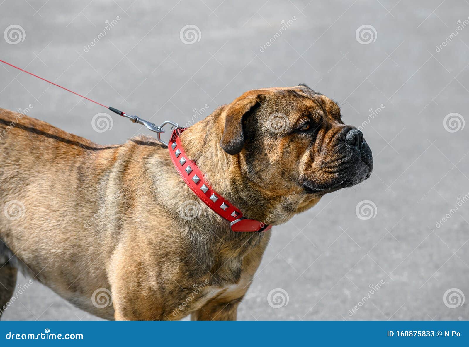 ca de bou  perro de presa mallorquin molossian type breed of dog brindle color  standing on gray street background