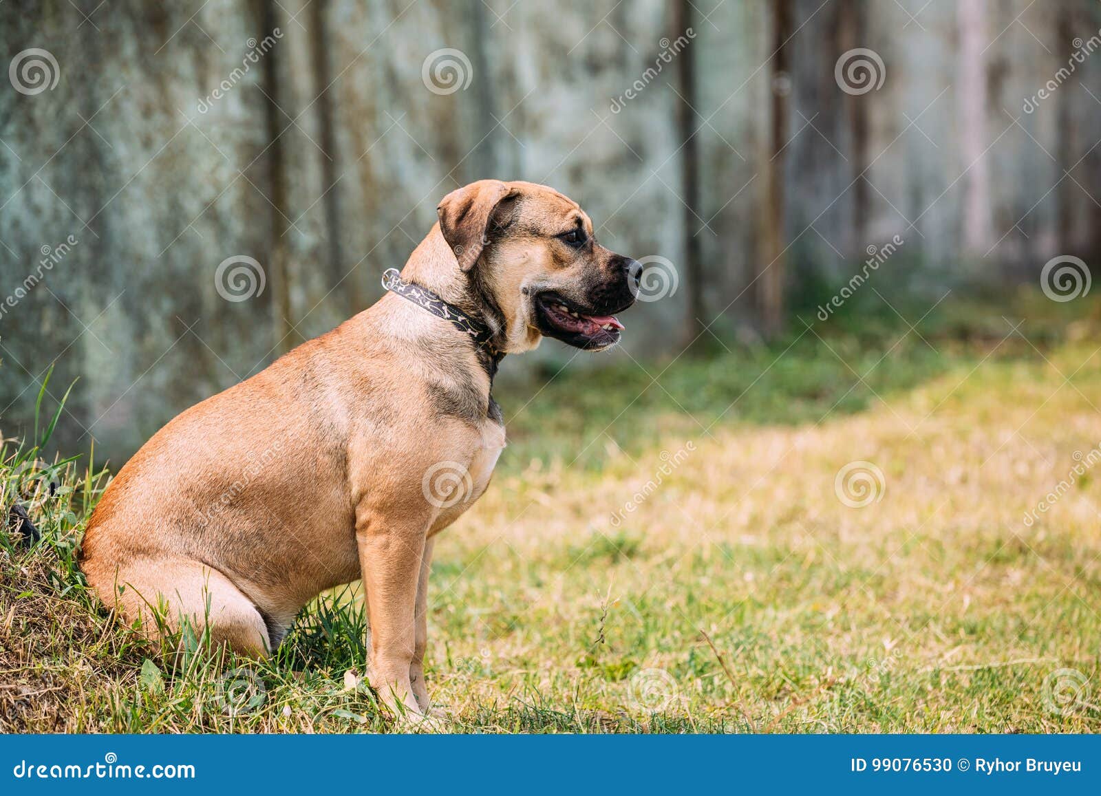 ca de bou or perro de presa mallorquin puppy sit outdoor on green grass