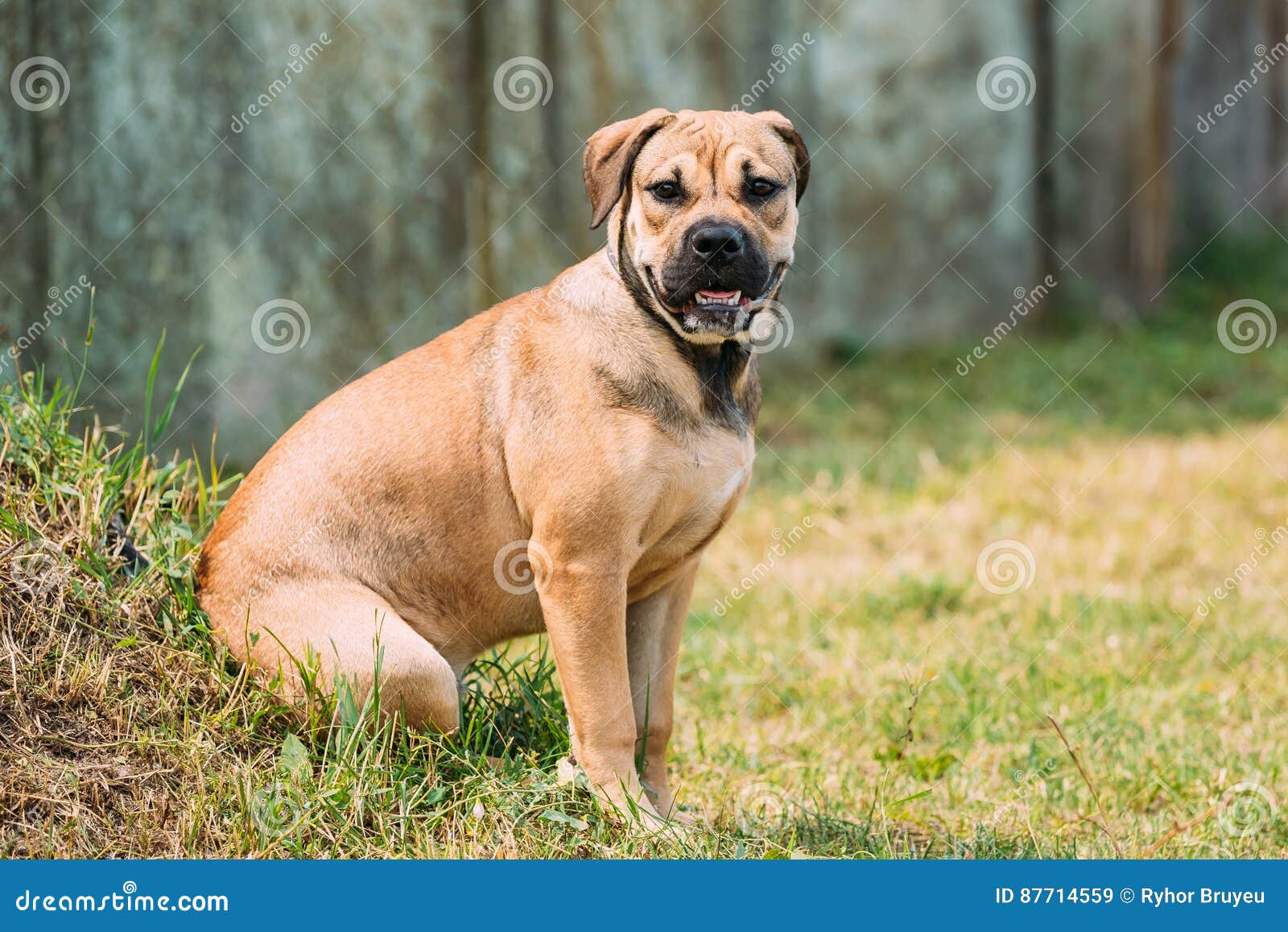 ca de bou or perro de presa mallorquin puppy sit outdoor on green grass