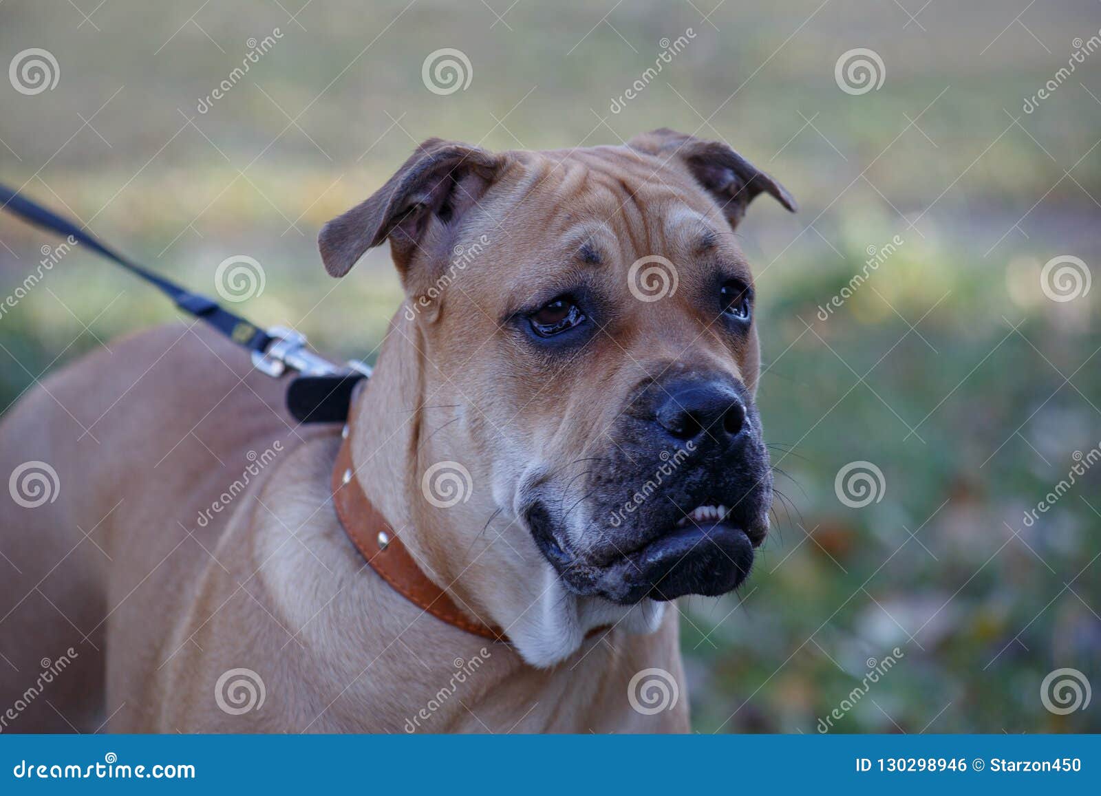 ca de bou puppy is standing on a autumn meadow. majorca mastiff or majorcan bulldog. pet animals.