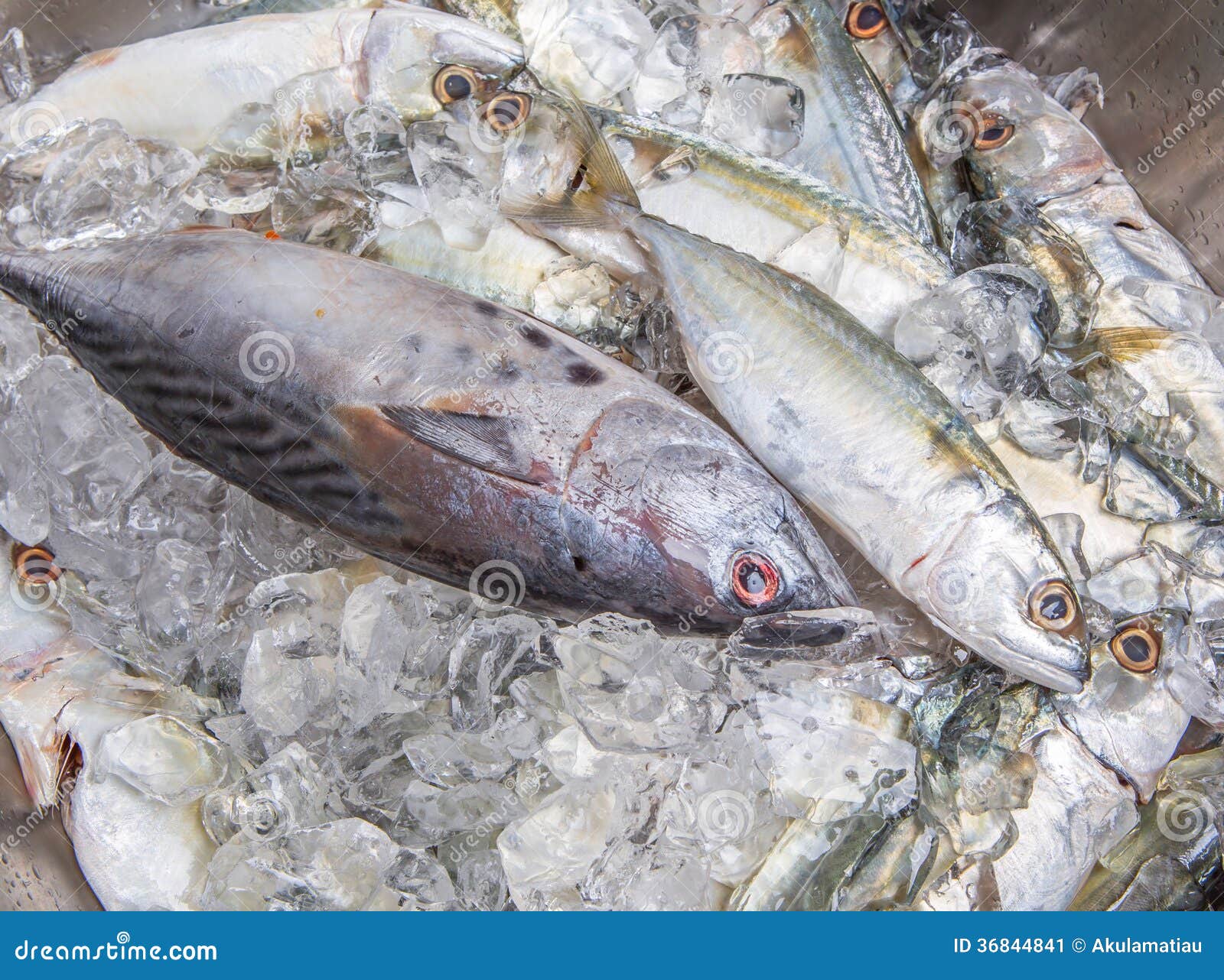 Caballa Tuna and Short Mackerel Imagen de archivo Imagen de crudo