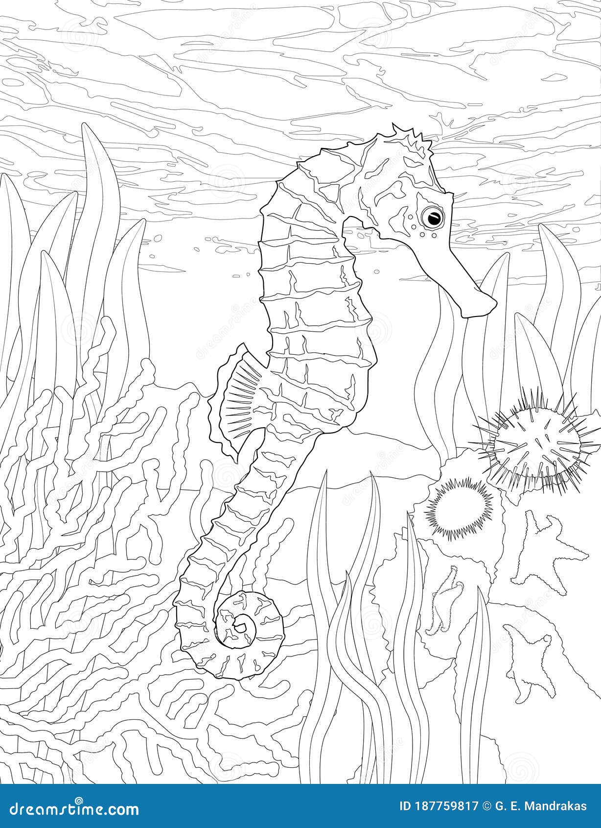 coloring page of sea horse