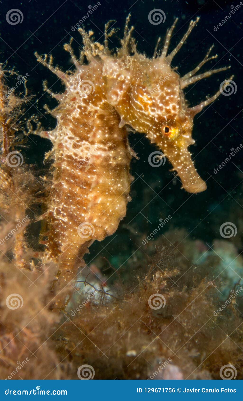 seahorse in the mediterranean, costa brava in the foreground and with black background