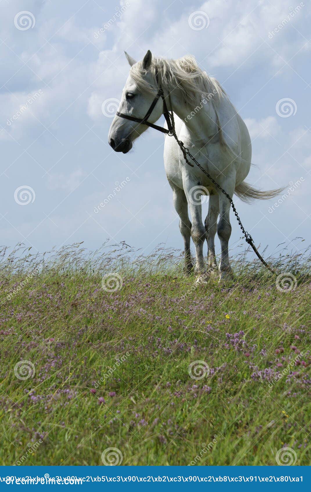 Rancho - Semental sardo negro Genética del rancho Cornelio | Facebook, image size:1071x1690
