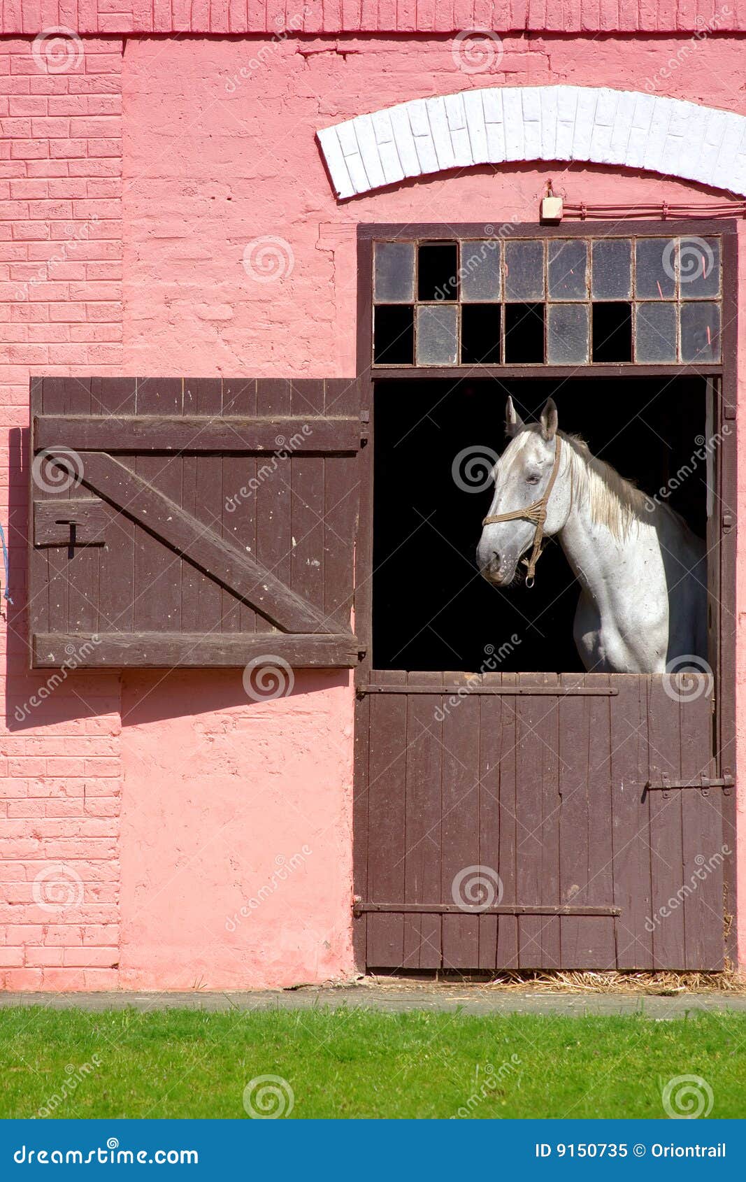 Caballo blanco imagen de archivo. Imagen de caballo, granja - 9150735, image size:1067x1690