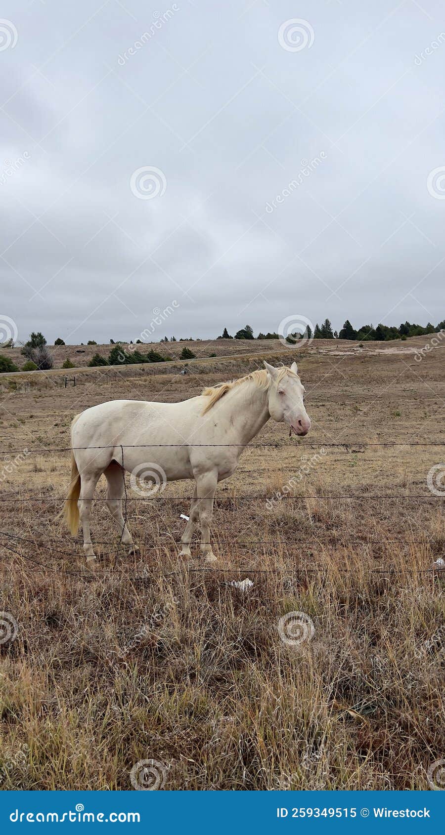 caballo-blanco-parado-en-el-campo-imagen-de-archivo-imagen-de-turismo