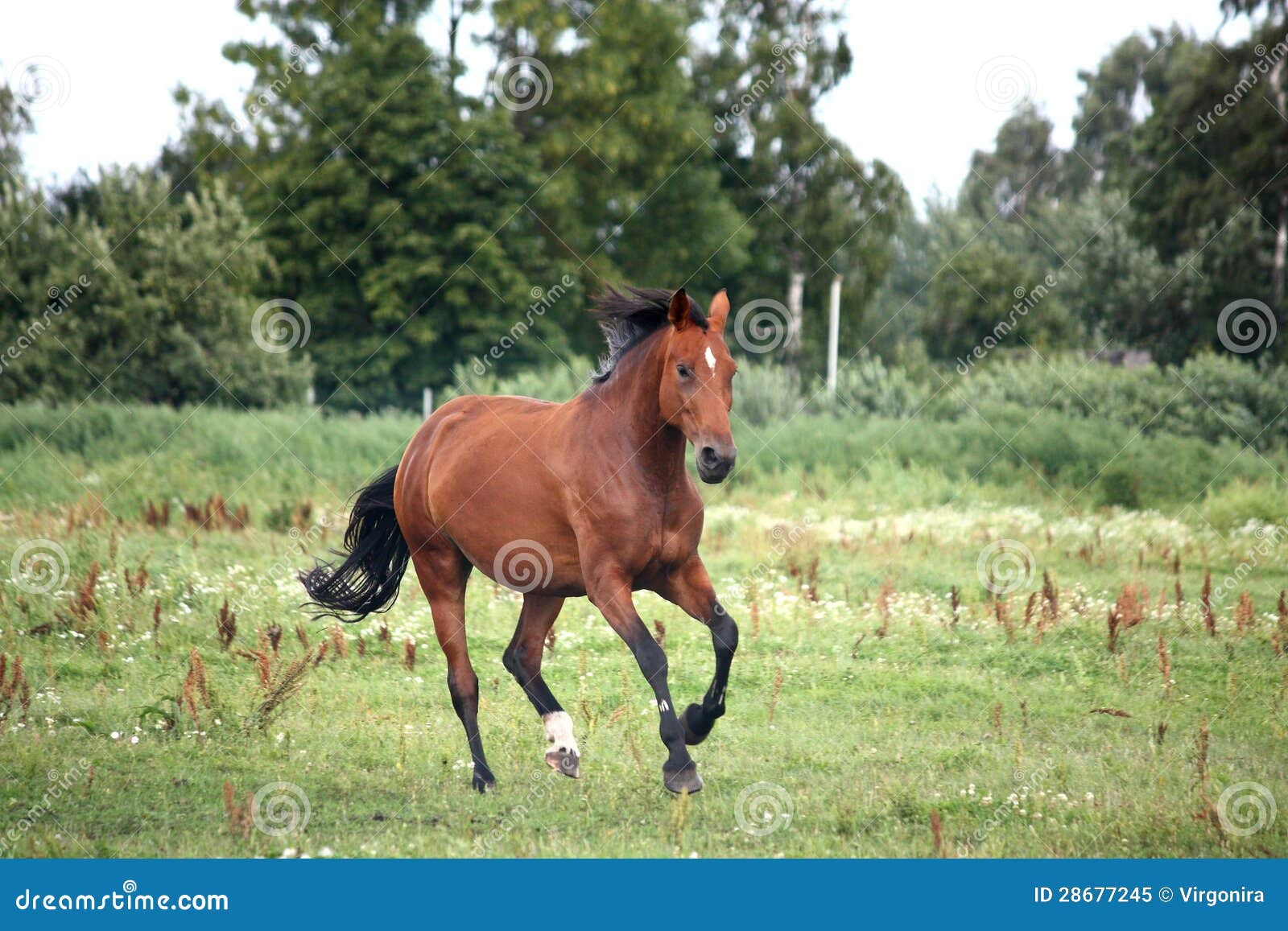 Caballo de bahía que galopa libremente en el pasto en verano