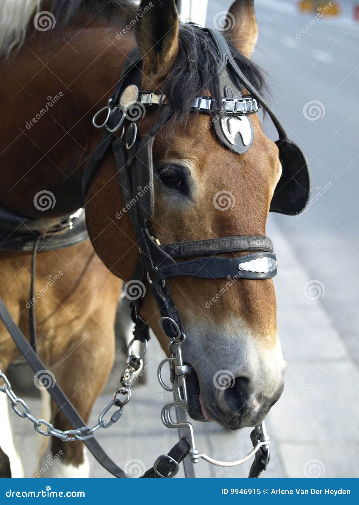 Este caballo de bosquejo está listo para tirar de un carro que él es un alma apacible fuerte.