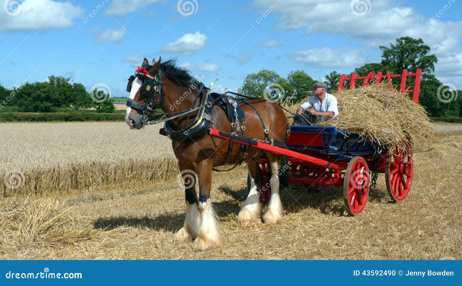 caballo-de-condado-con-el-carro-de-la-paja-en-la-demostraci%C3%B3n-del-pa%C3%ADs-43592490.jpg