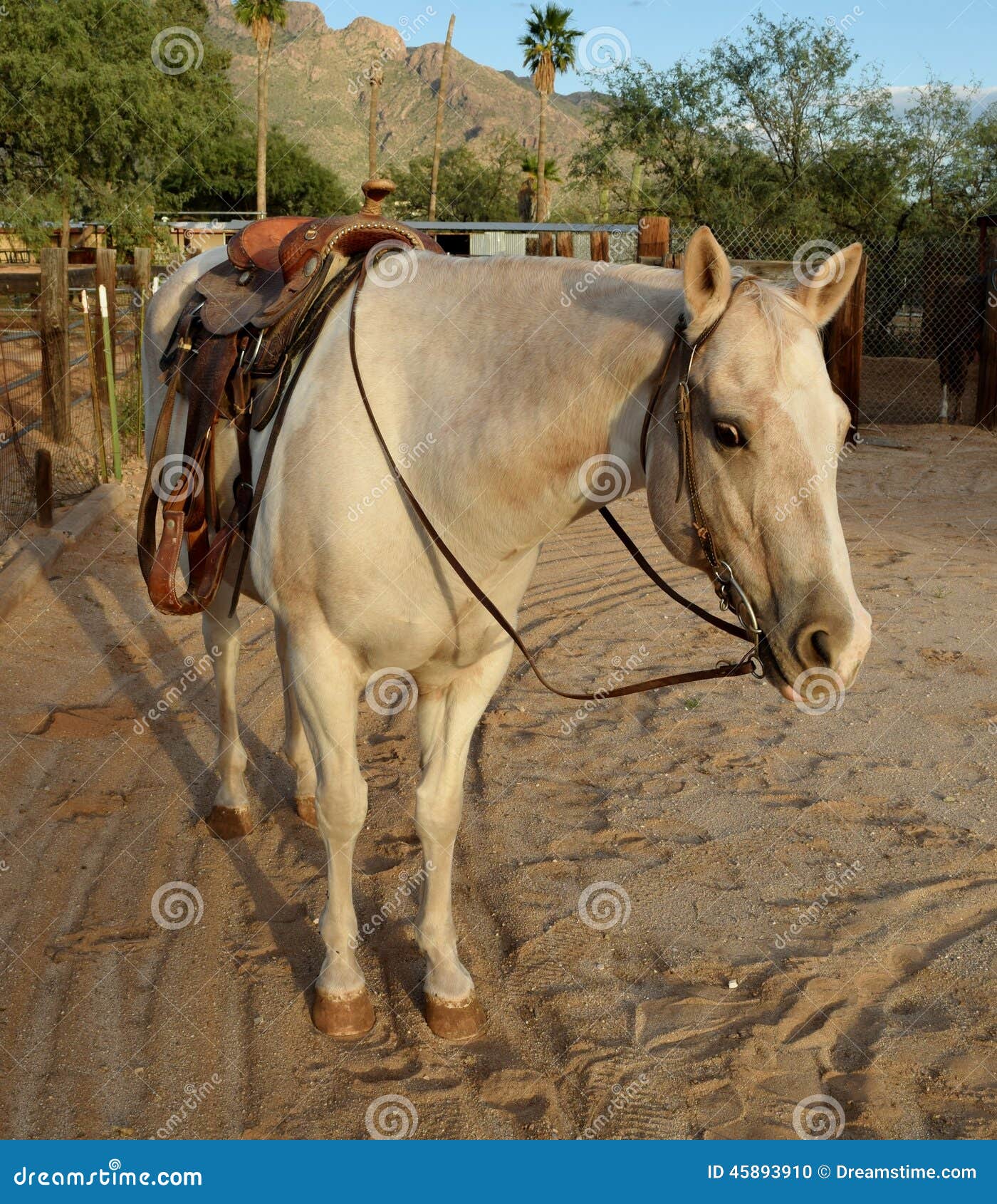 Caballo de la pintura del Palomino que lleva una silla de montar occidental. Un caballo hermoso de la pintura del Palomino con una silla de montar y un freno occidentales