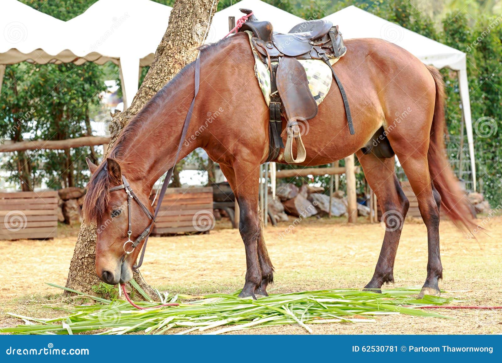 Caballo en el parque zoológico. Caballo que come la hierba en parque zoológico