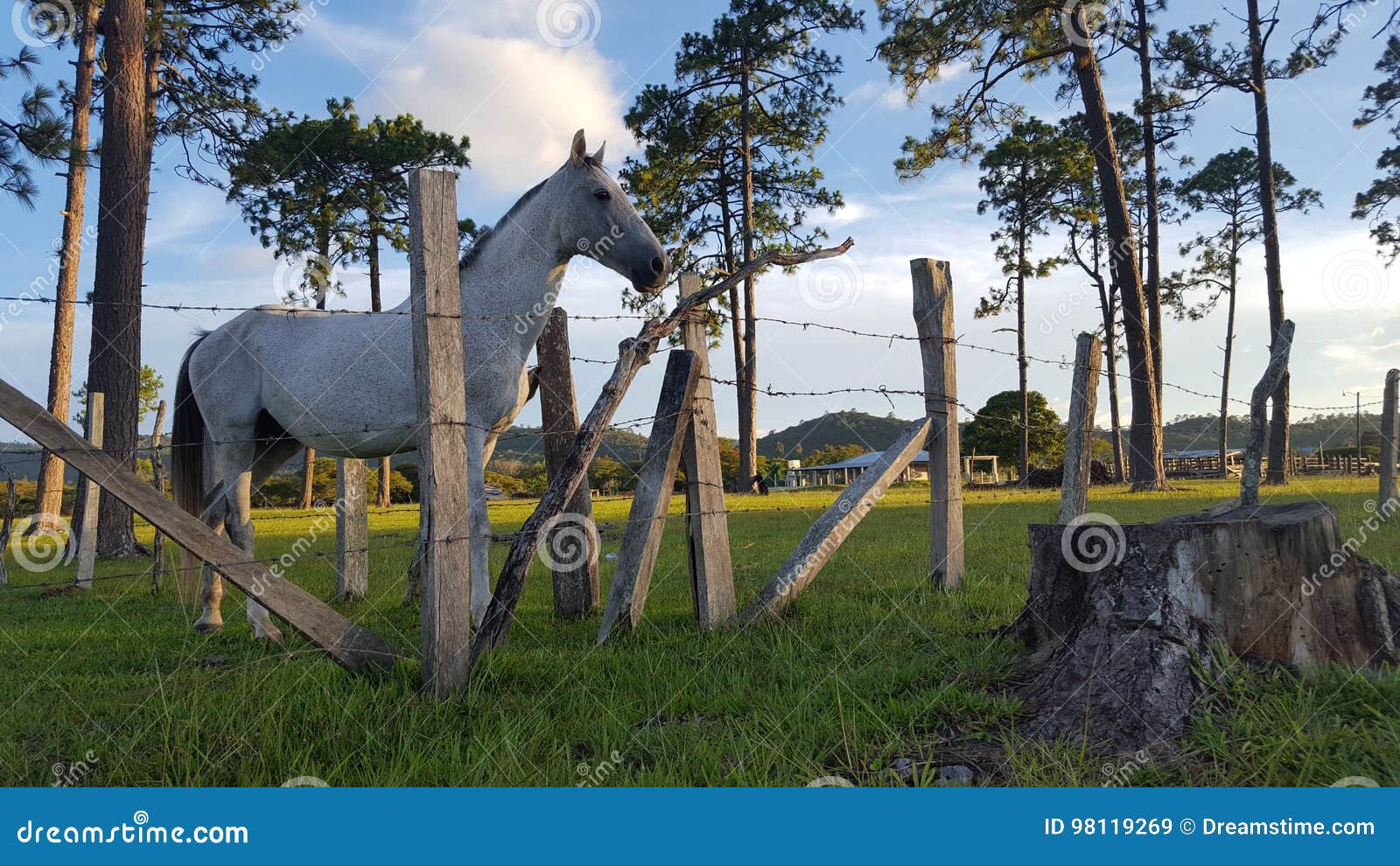 caballo en establo.