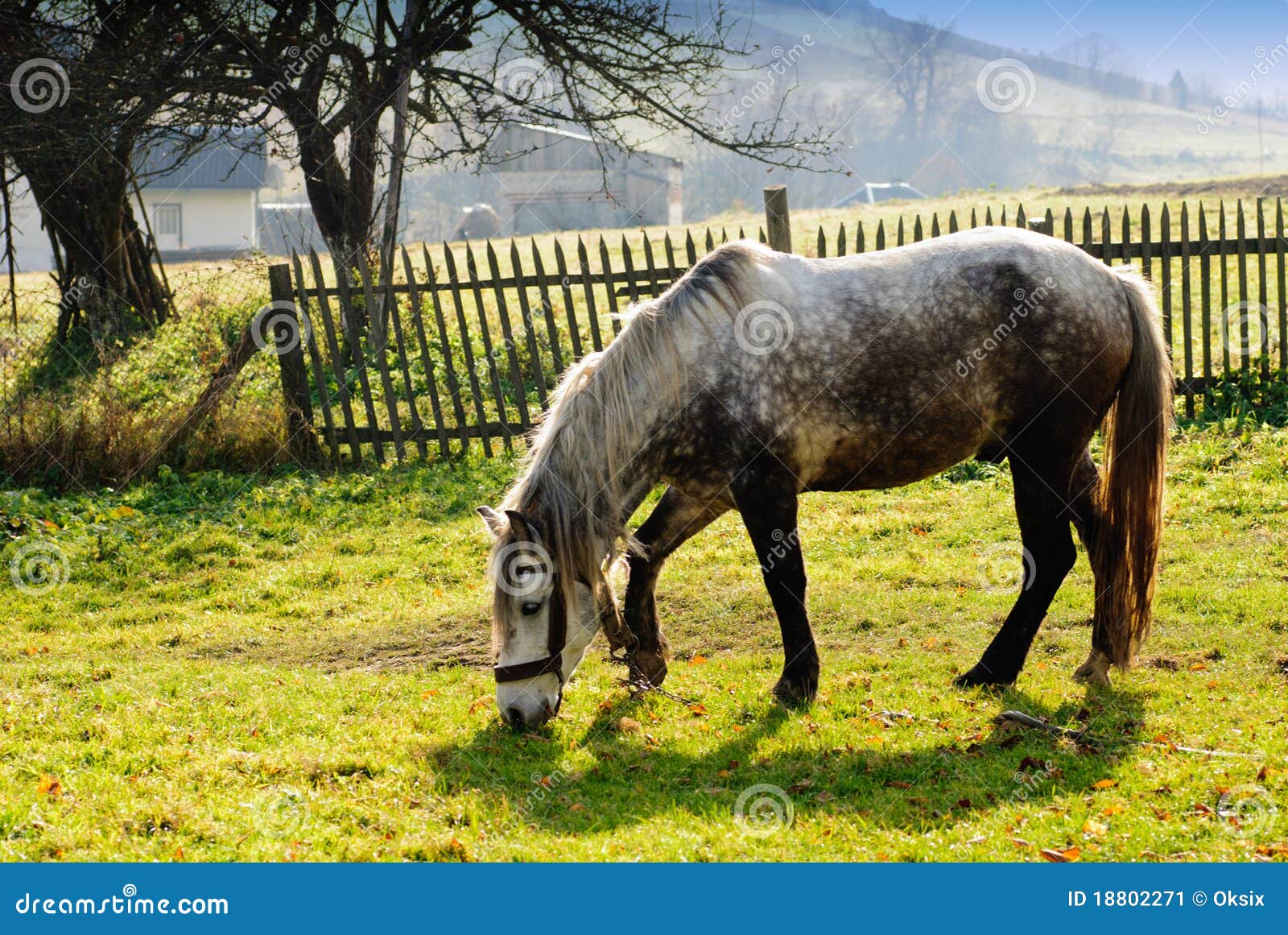 Caballo en pasto en resplandor de tarde. Foco suave