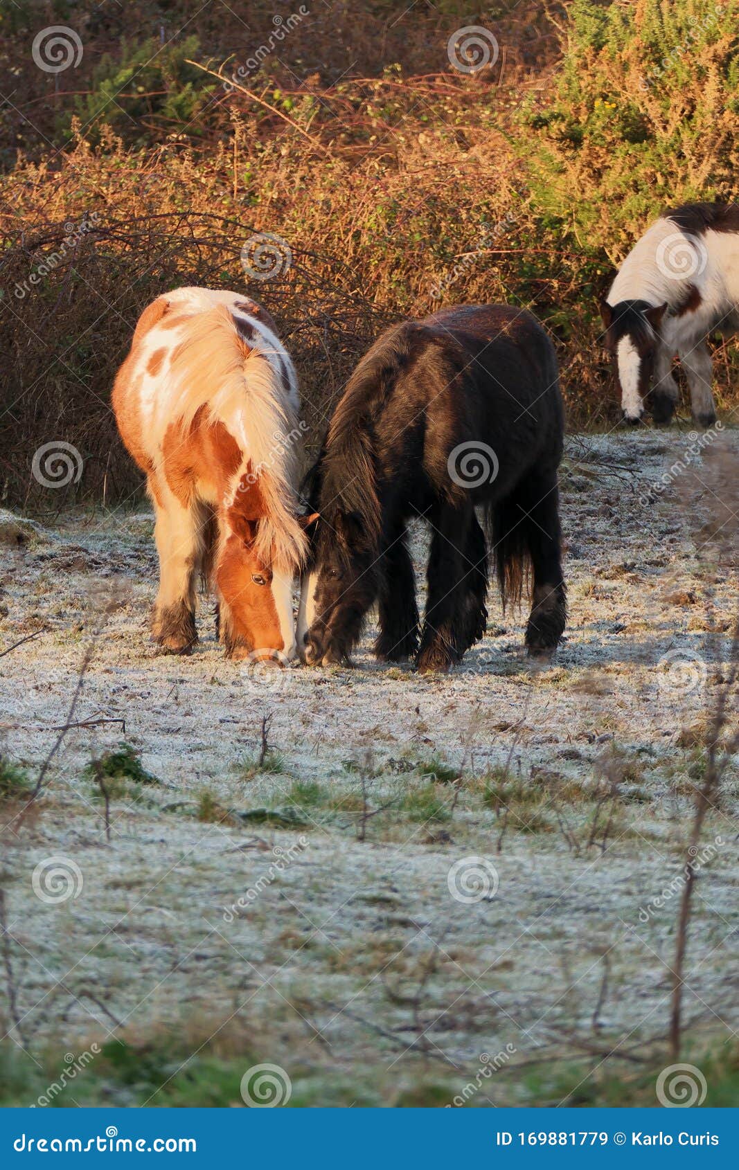 Caballo en pastos congelados temprano en la mañana Caballo en pasteles congelados antes