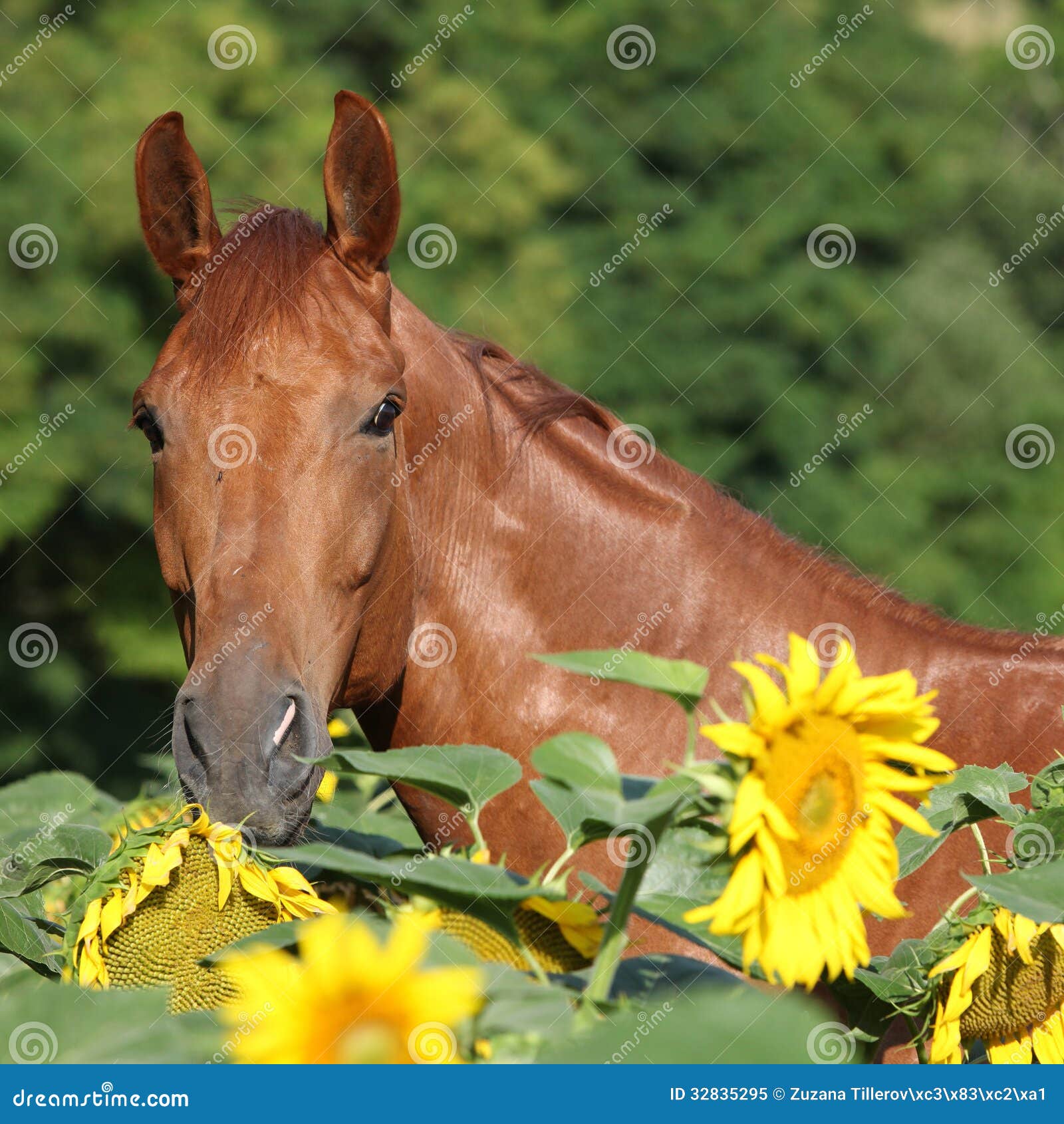 Caballo Hermoso En Girasoles Imagen de archivo Imagen de retrato