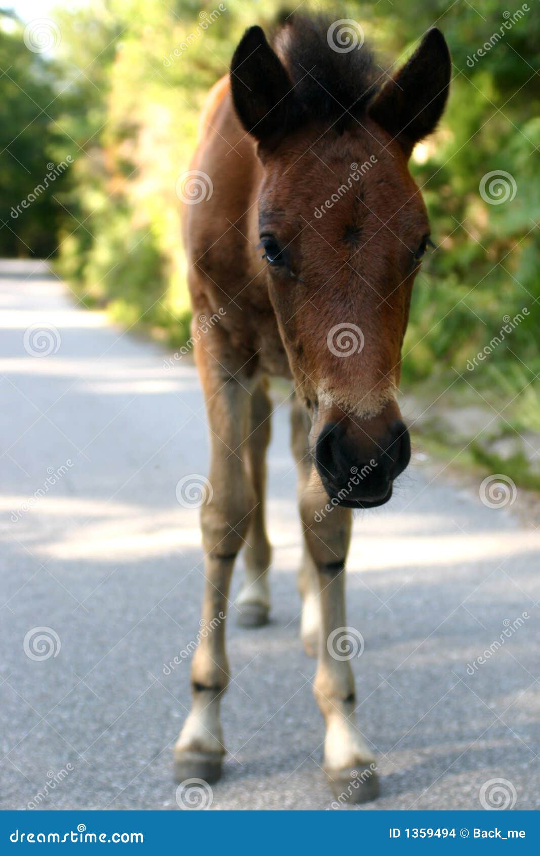 Caballo joven foto de archivo. Imagen de pista, lindo 1359494
