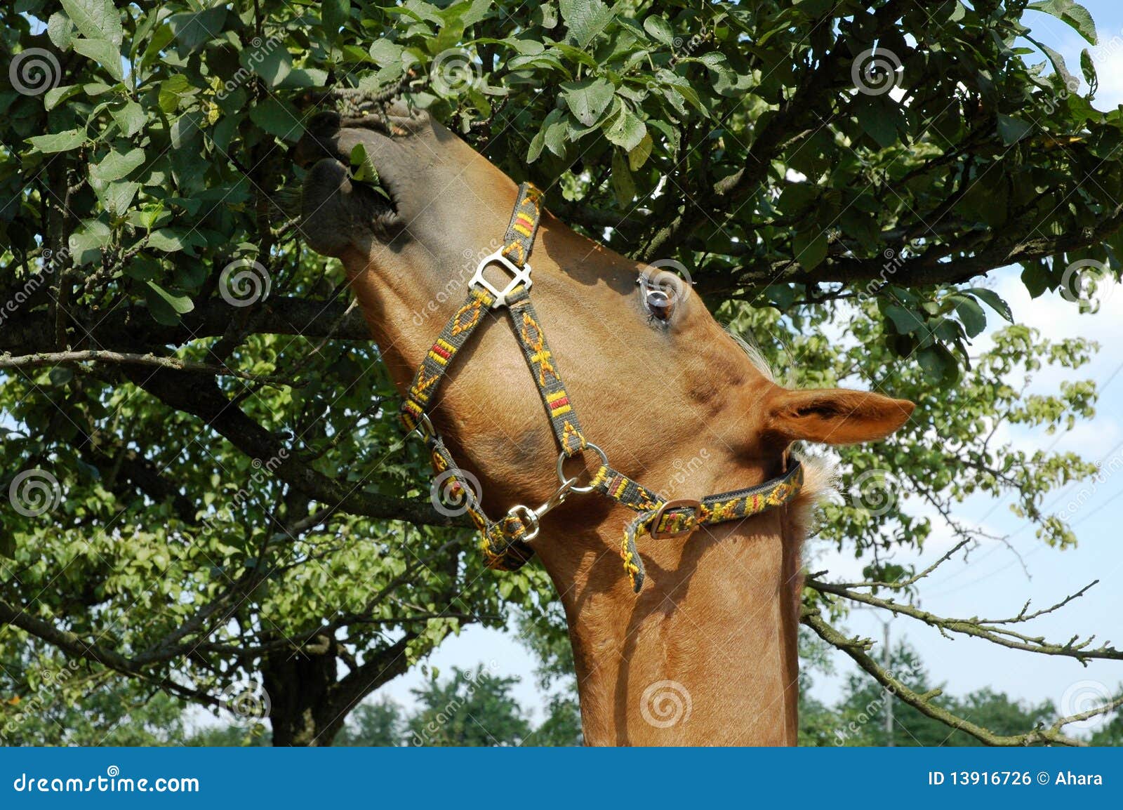 Eat from trees. Лошадь ест с дерева. Лошадь ест хвою. Лошадь ест с дерева фото. Кони едят липу.