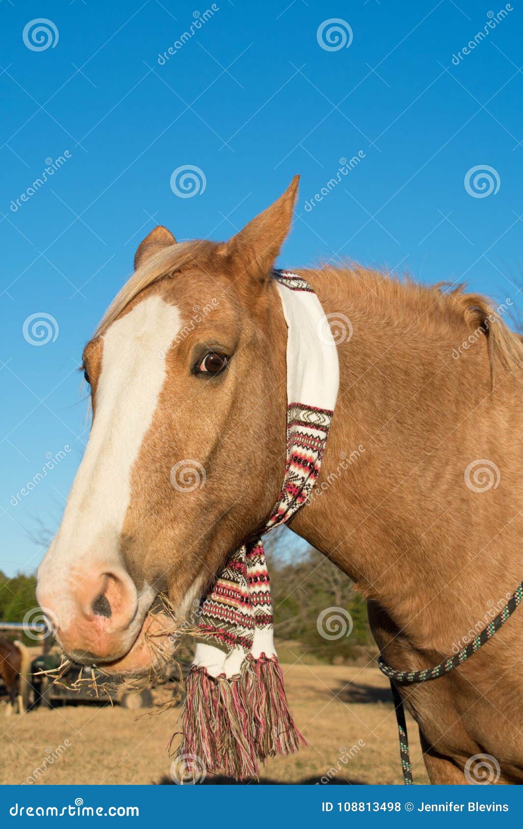 Caballo Que Lleva Una Bufanda Foto de - Imagen de feliz, nuevo: 108813498