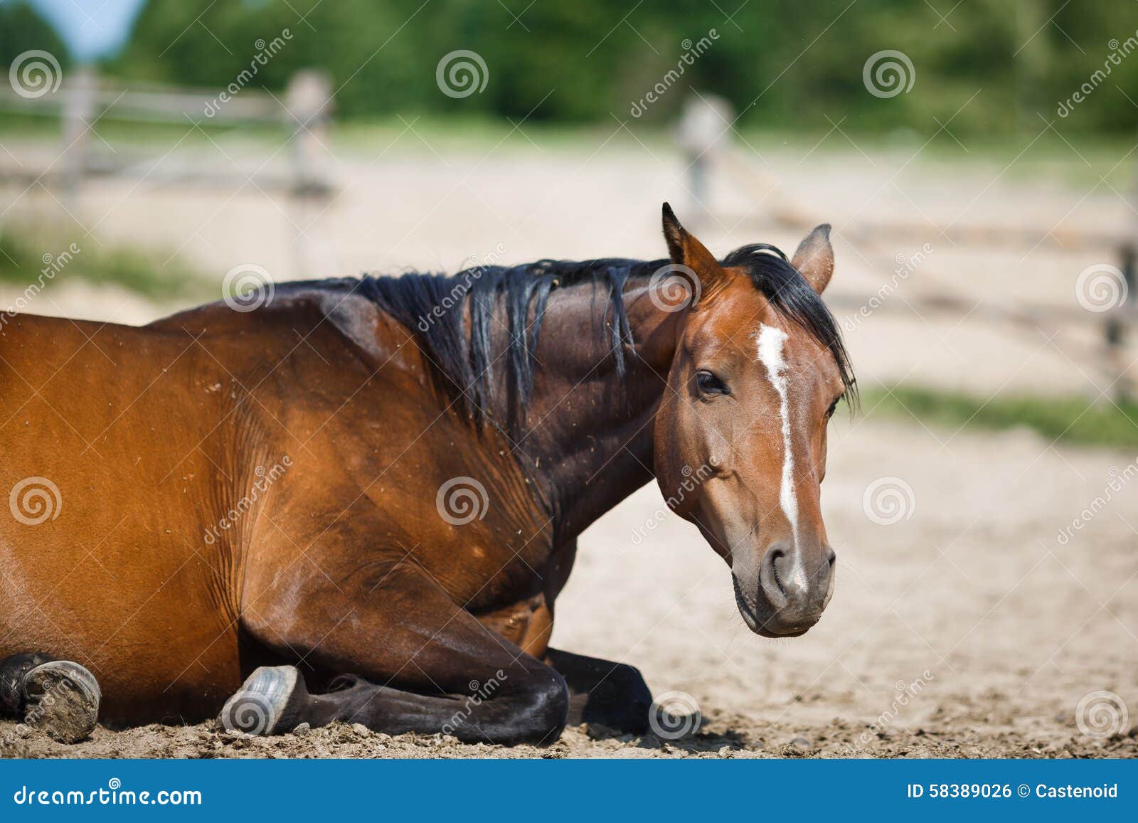 Caballo que miente en el establo al aire libre en el día de verano