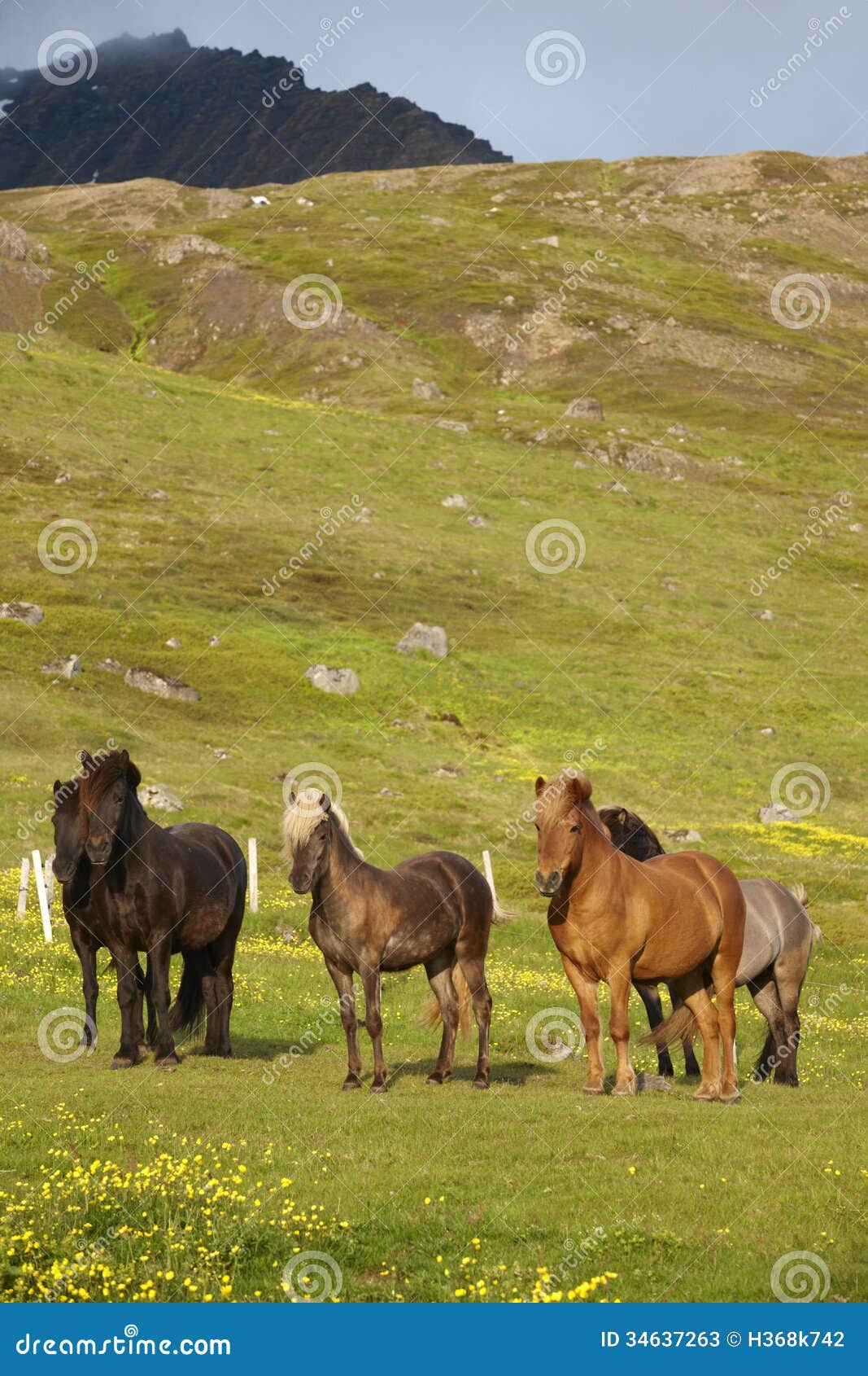 Caballos de Islandia imagen de archivo. Imagen de pelo 34637263