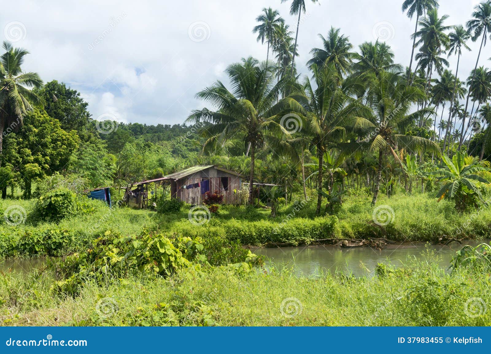  Cabane  Rustique Dans La Jungle  Photo libre de droits 