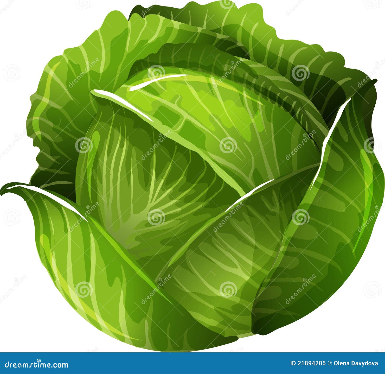 Cabbage stock vector. Illustration of healthy, abundance - 21894205