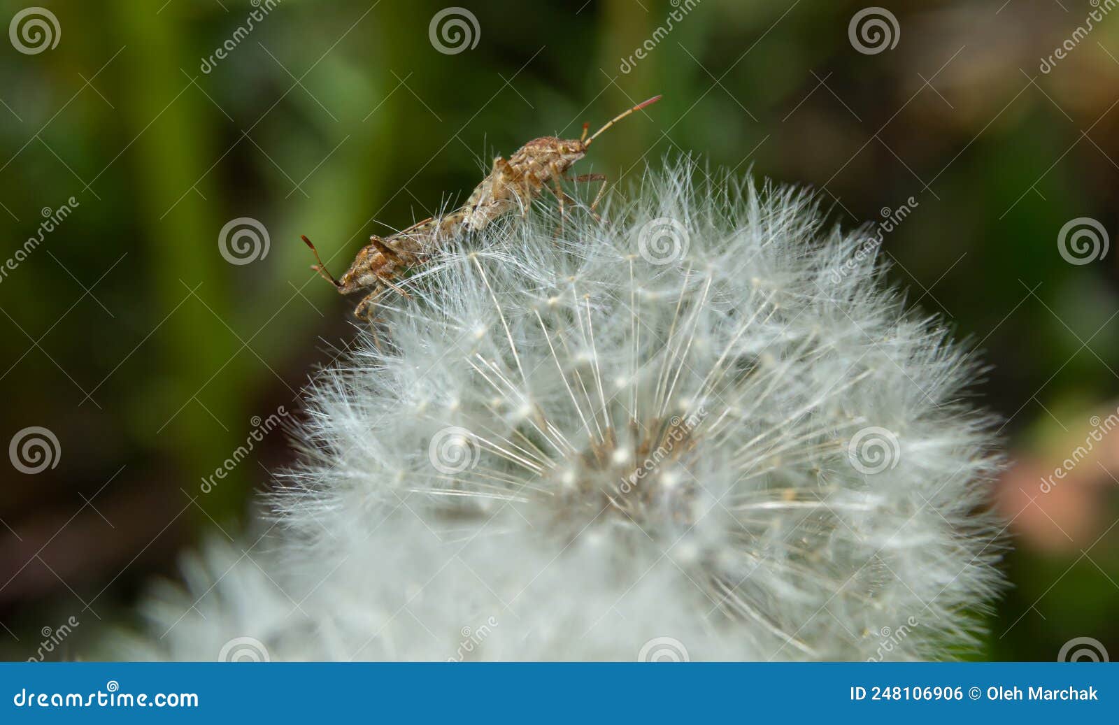 Cabbage Bug, Brassica Shieldbug, Eurydema Oleracea, of the Family