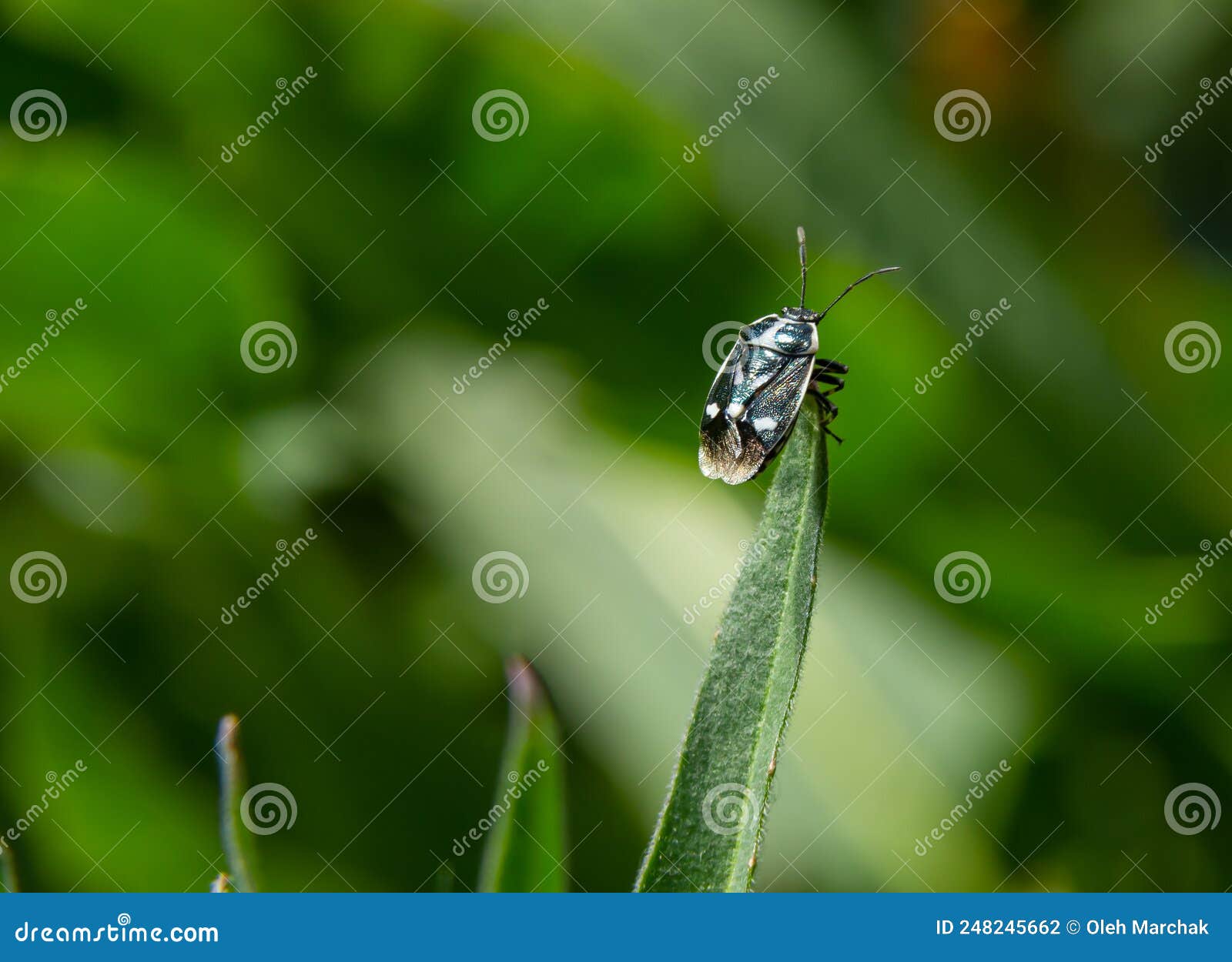 Cabbage Bug, Brassica Shieldbug, Eurydema Oleracea, of the Family