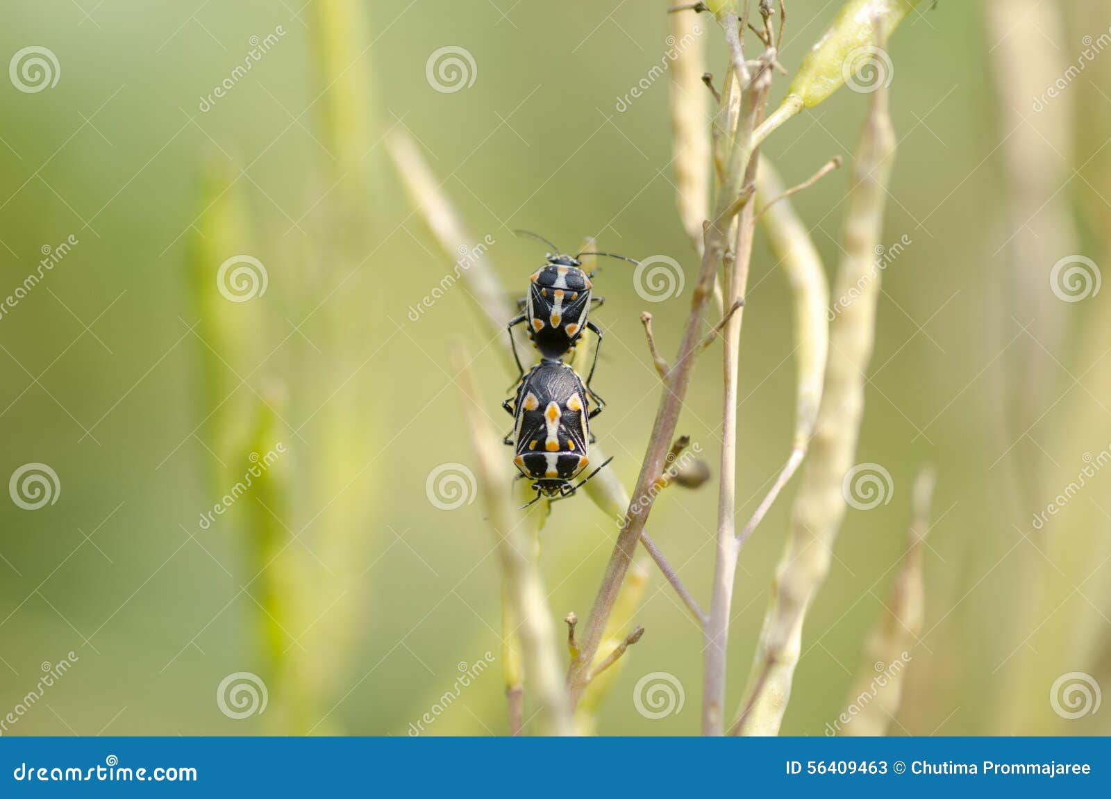 Cabbage bugs stock image. Image of true, insect, yellow 56409463