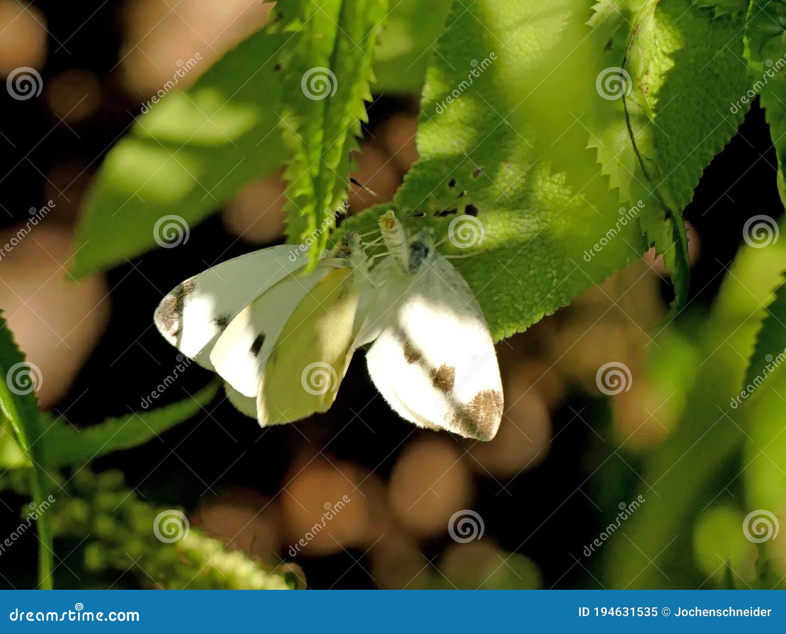 Cabbage Butterflies during Reproduction Stock Image Image of