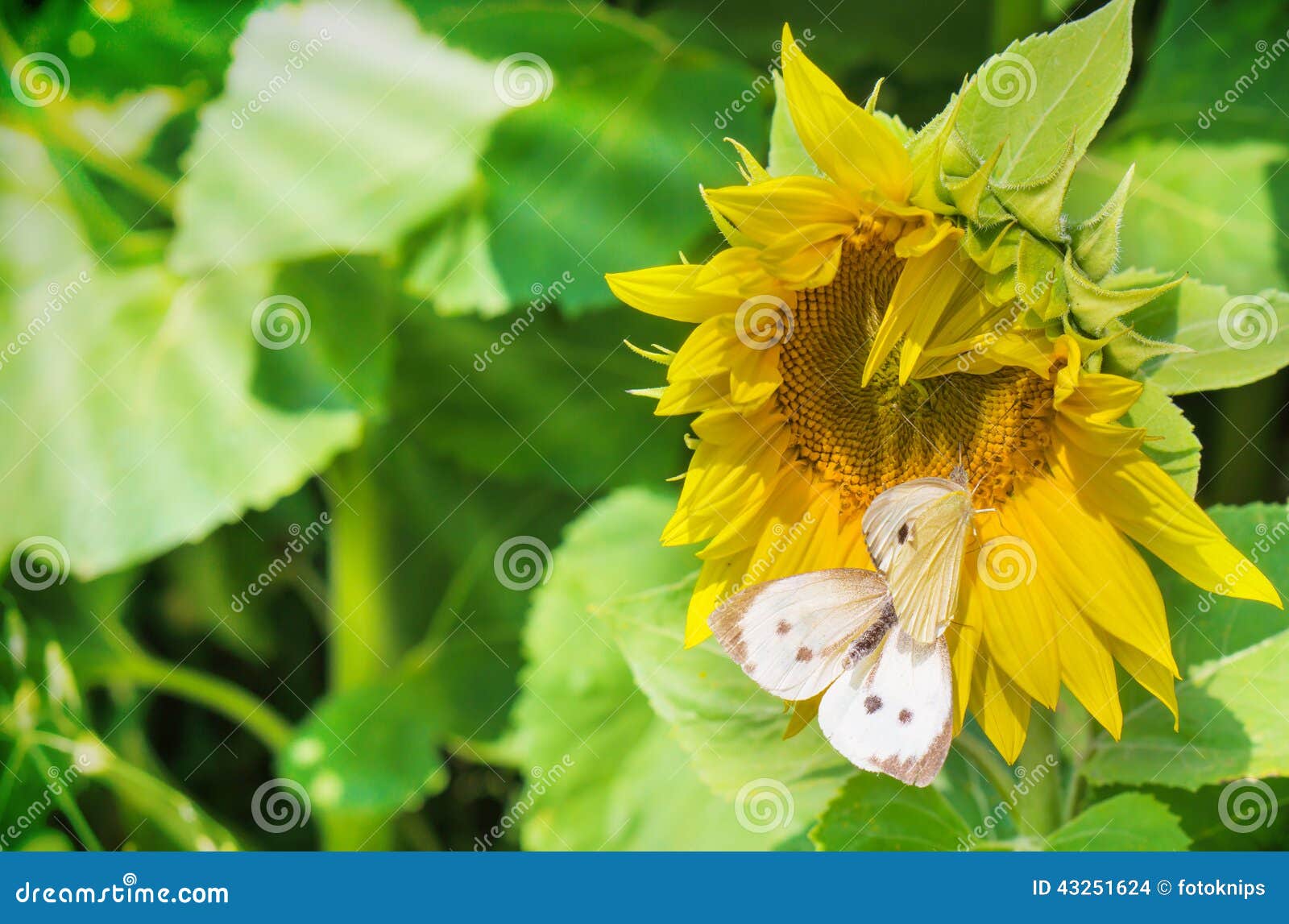 Cabbage Butterflies on Sunflower Stock Photo Image of field, blossom