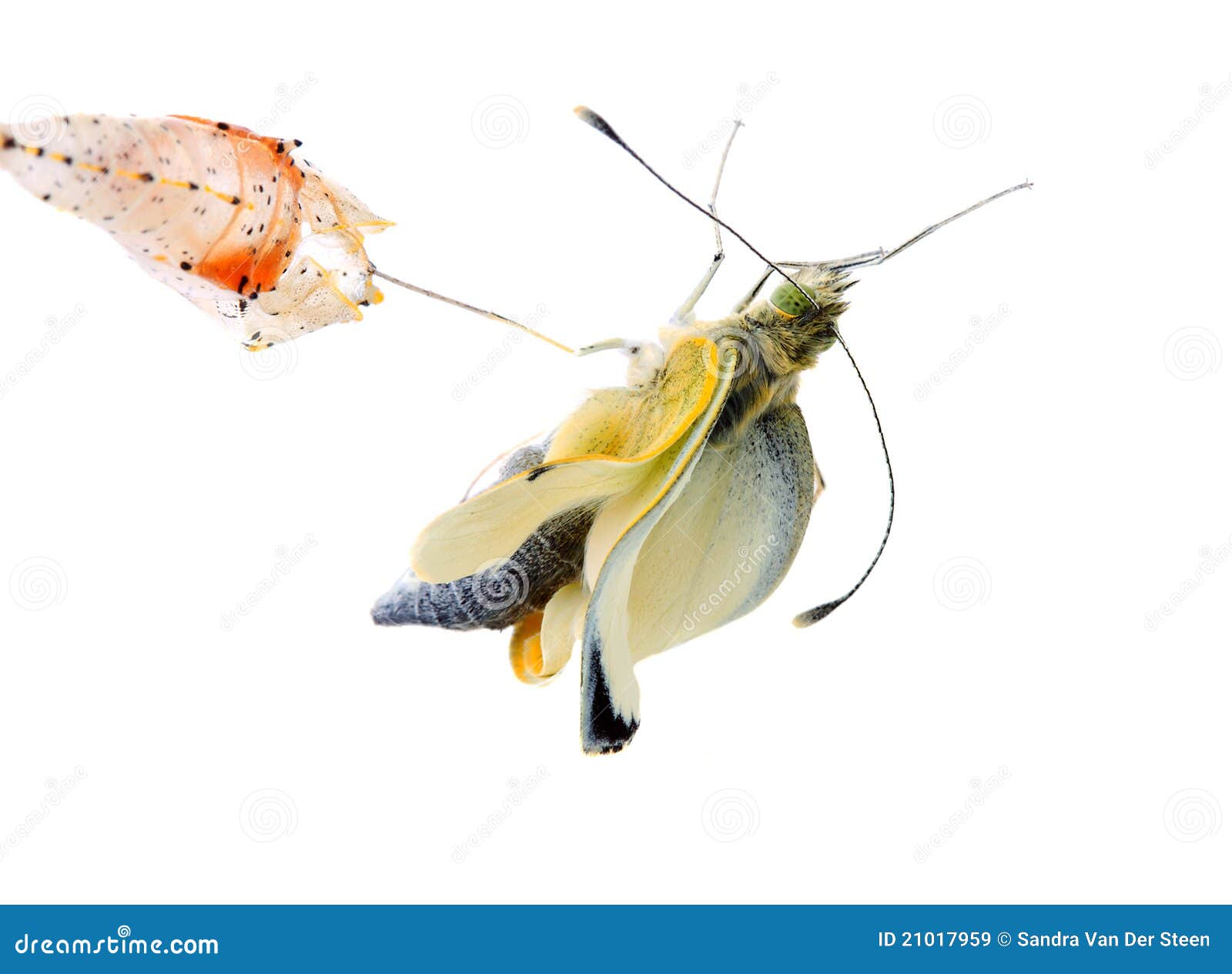Cabbage Butterfly Coming Out of Cocoon Stock Image Image of