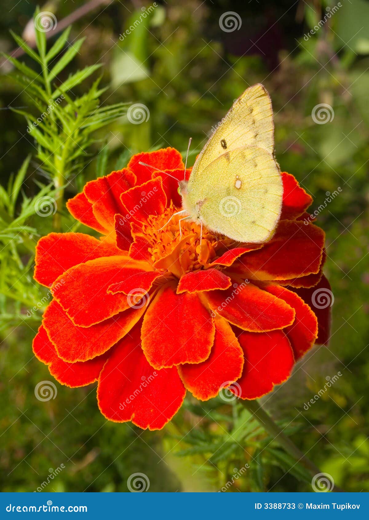 Cabbage Butterfly on Flower Stock Image Image of metamorphosis