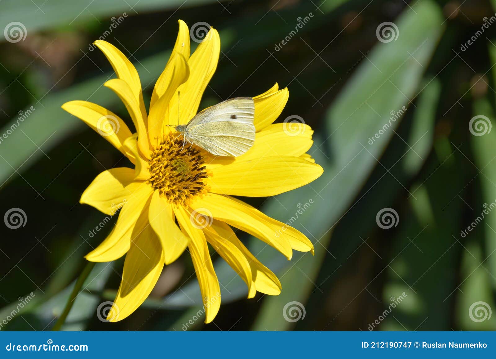 Cabbage Butterfly on Flower Stock Image Image of garden, close 212190747