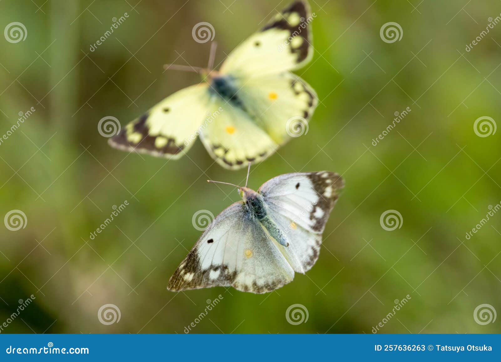 Cabbage Butterfly and Cabbage Butterfly Flying in the Bush. Stock Image