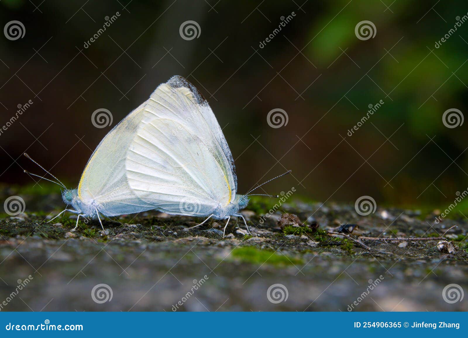 Cabbage butterfly stock image. Image of animals, mating 254906365