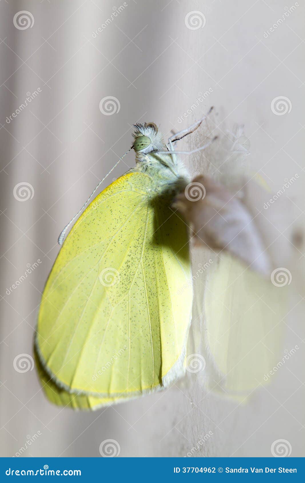 Cabbage Butterfly ( Pieris Brassicae) Came Out of Cocoon Stock Photo
