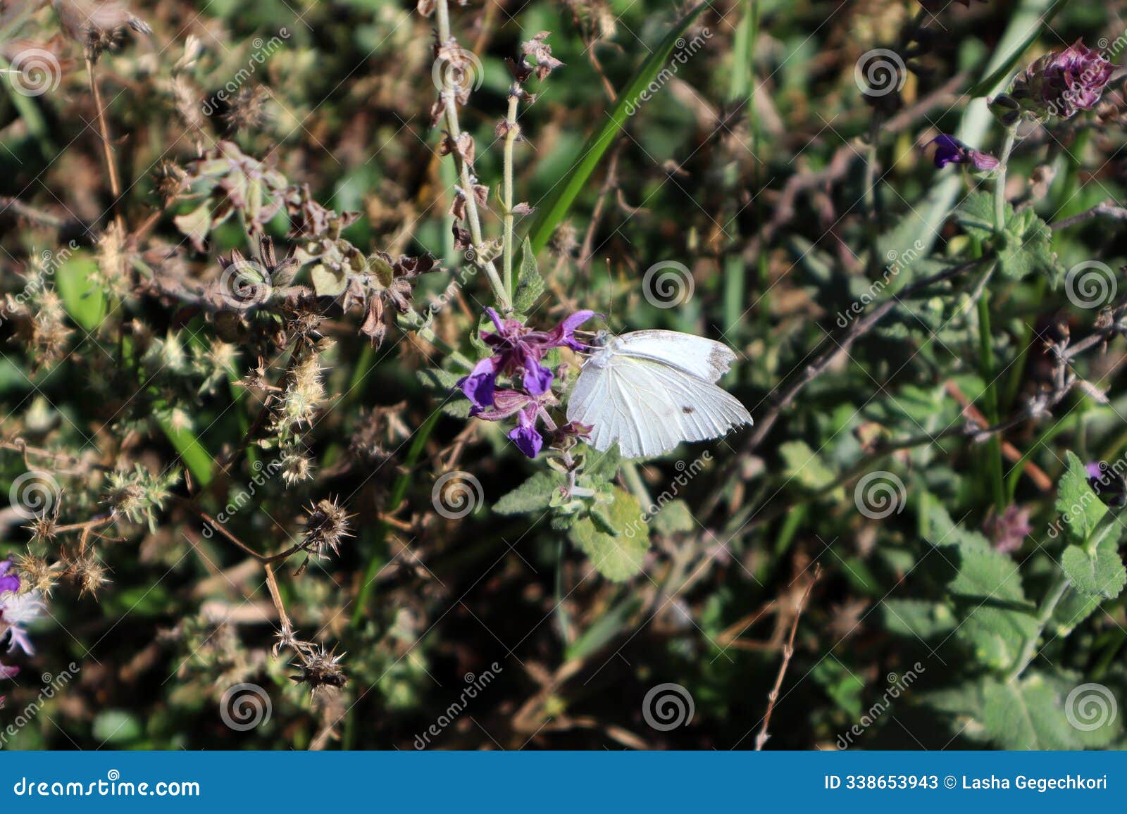 cabbage butterfly (pieris rapae) on the salvia verbenaca (wild sage)