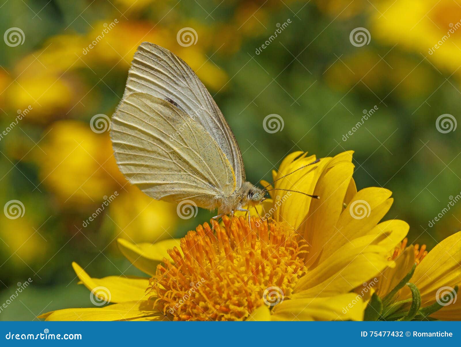 Cabbage Butterfly on Yellow Flower Stock Photo Image of butterfly
