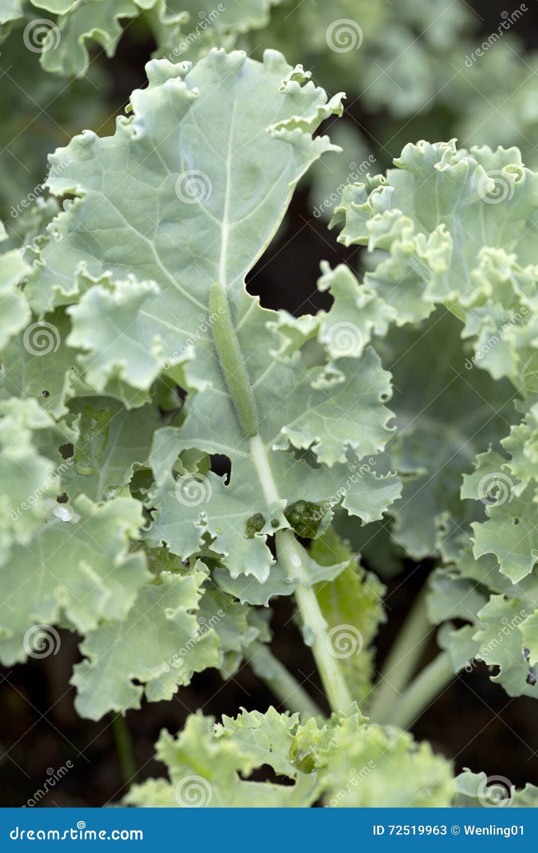 Cabbage Caterpillar Bite Kale Stock Image Image of bite, vegetables