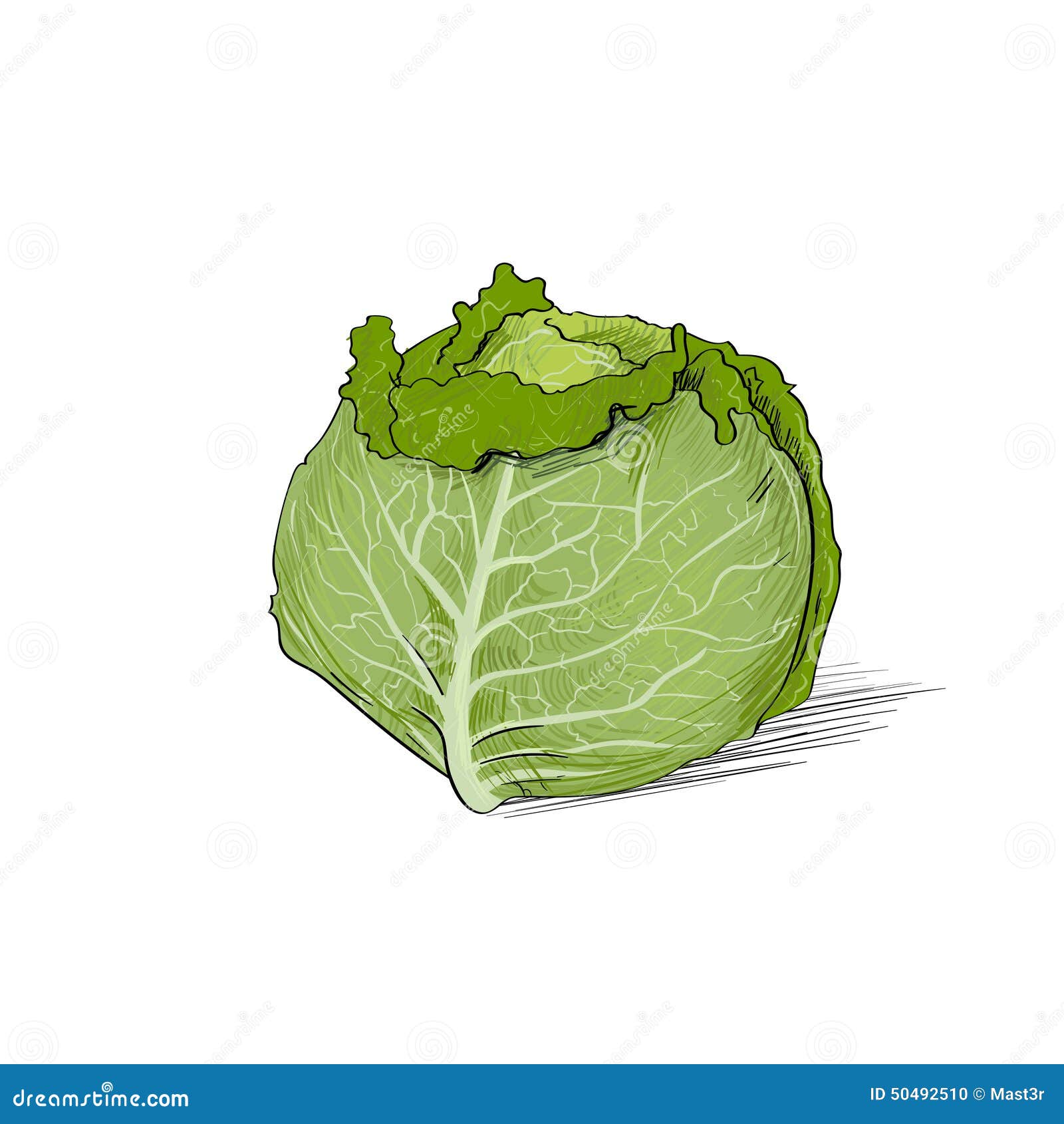 broccoli cabbage sketch coloring book cartoon illustration isolated  object on white background Stock Vector Vector And Low Budget Royalty  Free Image Pic ESY063294591  agefotostock