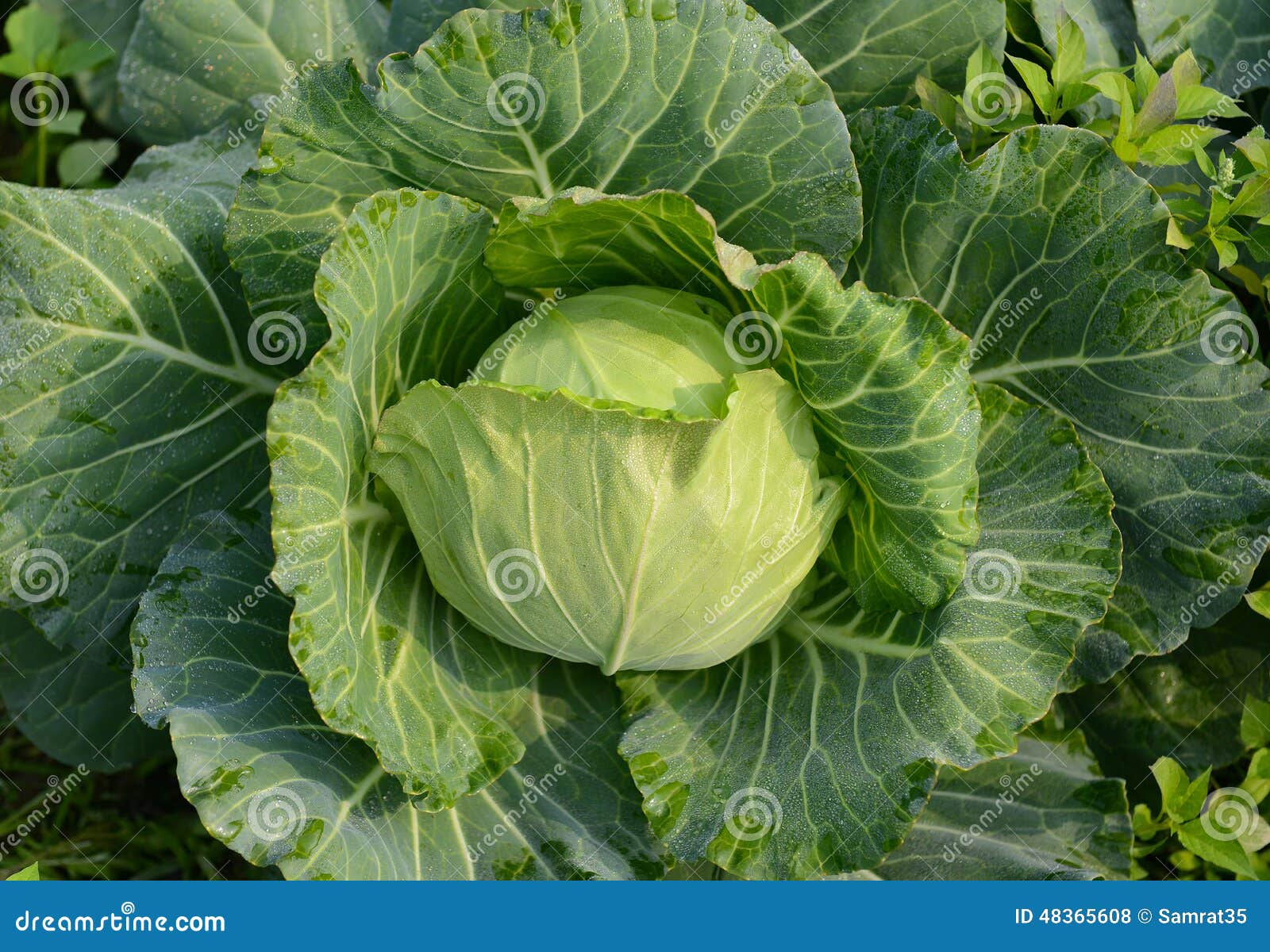 Cabbage Cultivation stock photo. Image of close, cultivate 48365608