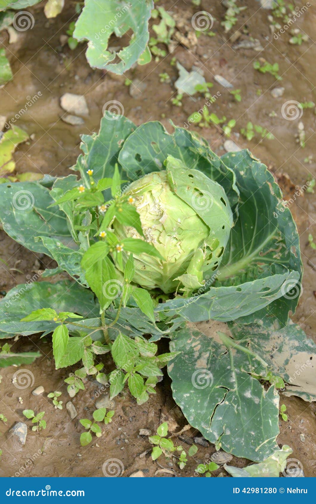 Cabbage Damaged by Hailstorm Stock Photo Image of farm, fresh 42981280