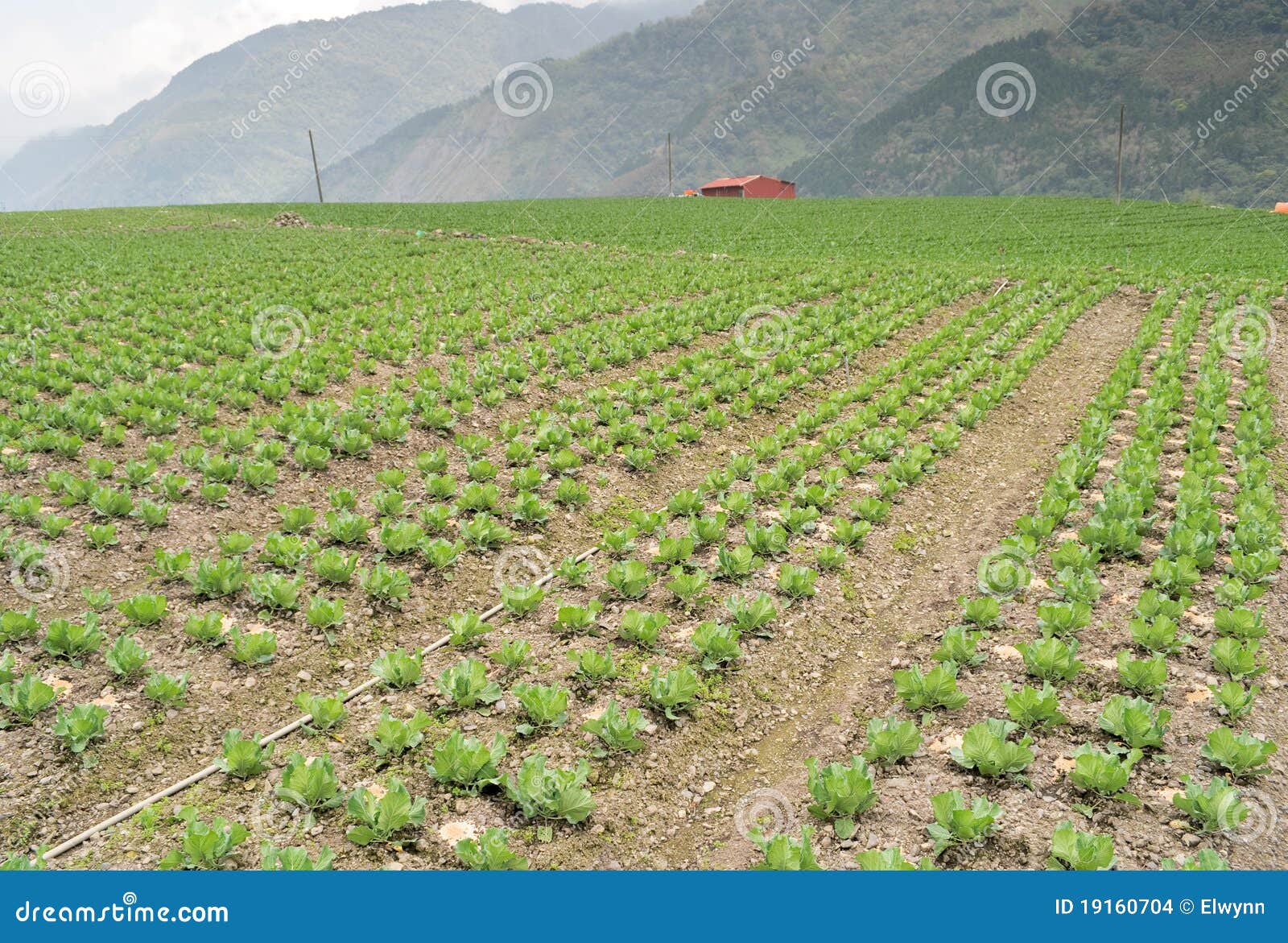 Cabbage farm stock photo. Image of garden, beauty, farm 19160704